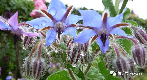这13种开紫色花的花卉你认识几种,五种常见蓝色花