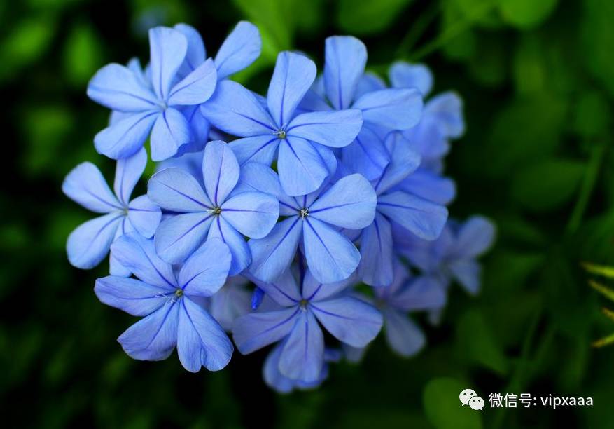 这13种开紫色花的花卉你认识几种,五种常见蓝色花