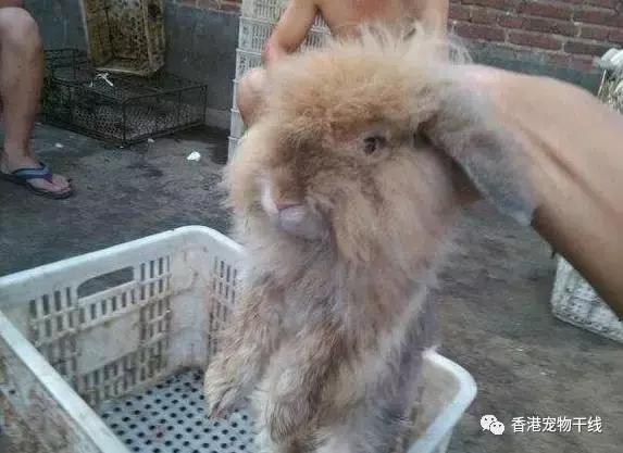 兔子养了几天不想养了,自从养了兔子就开始天天不顺