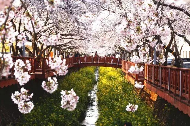 日本东京三大赏樱花胜地,2020年日本樱花季观赏最全攻略