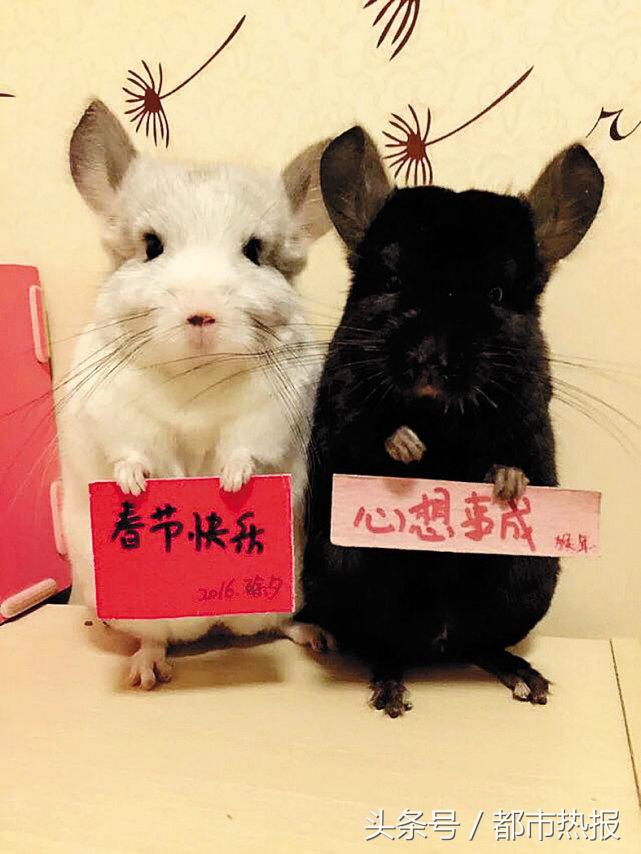 举牌卖萌,这两只龙猫自赚生活费