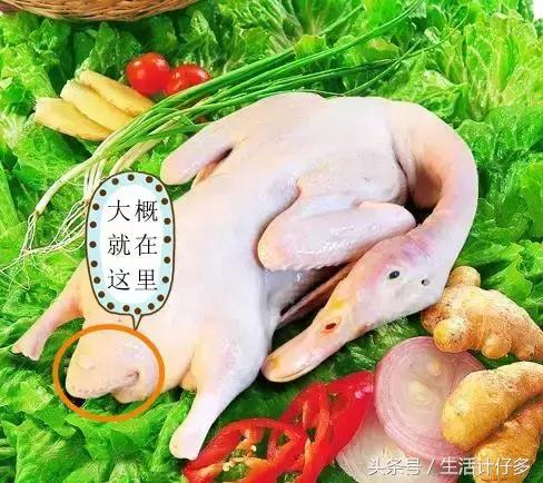 鸭肉怎样吃去寒,鸭肉性寒怎么去寒