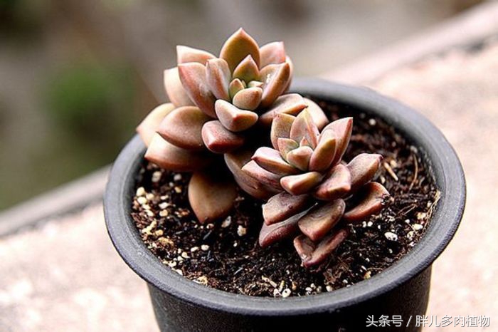 多肉怎么挑选才是正宗的,在网上该如何挑选多肉