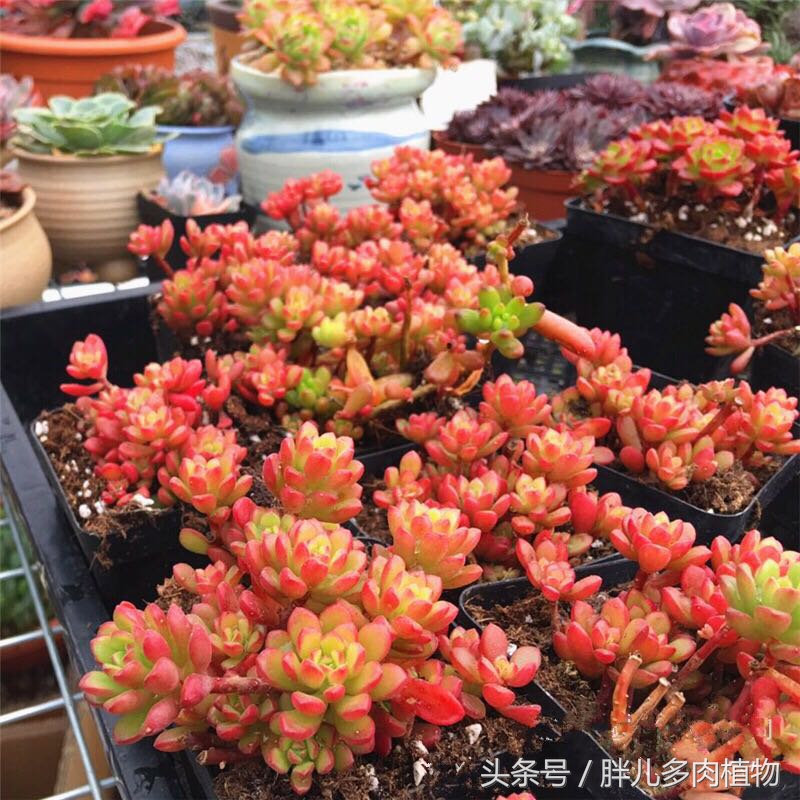 多肉怎么挑选才是正宗的,在网上该如何挑选多肉