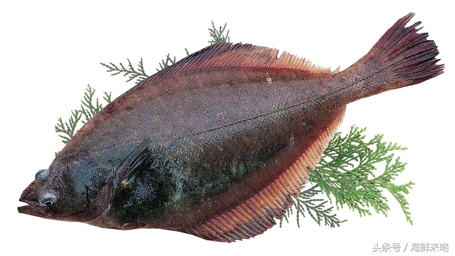 哪种海鱼吃着最简单,哪种海鱼喜欢吃肉