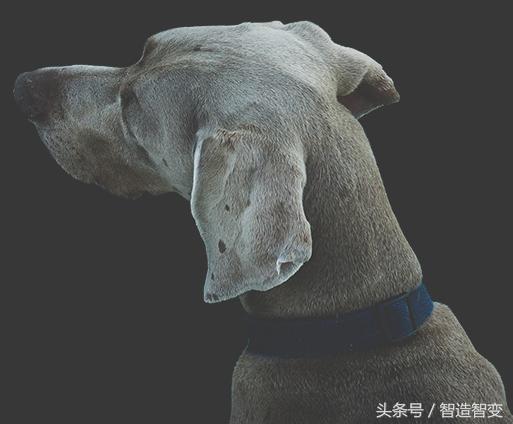 一只猫一套房子值钱吗,一只猫一套房子值多少钱