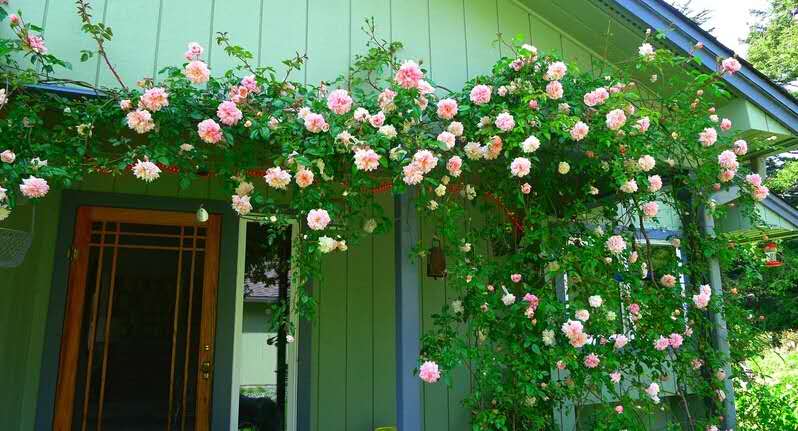 一个古老的品种——波旁藤本月季