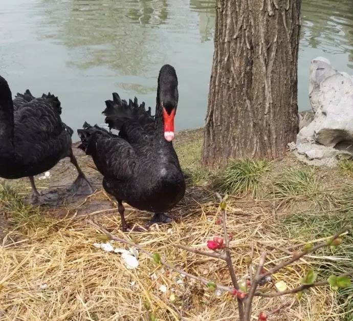 瘦西湖黑天鹅哀嚎,扬州瘦西湖景区黑天鹅被虐事件