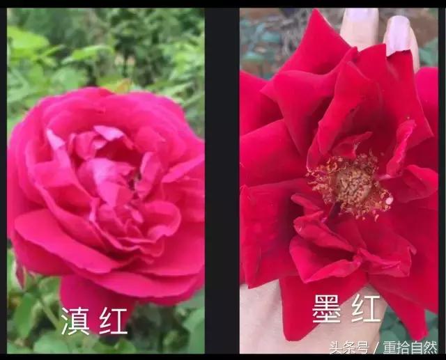 第三朵玫瑰｜鲜花饼里的“墨红”