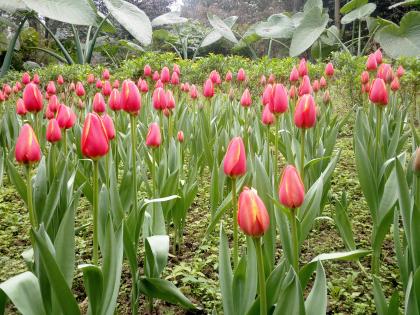 重庆地区郁金香的花期一般有多长,郁金香冬天开花后春天还能再开吗