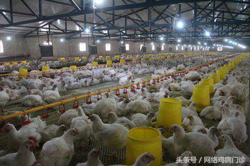 养鸡靠什么赚钱,养鸡赚钱吗