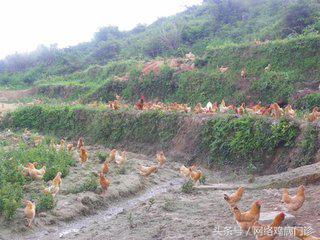 养鸡靠什么赚钱,养鸡赚钱吗