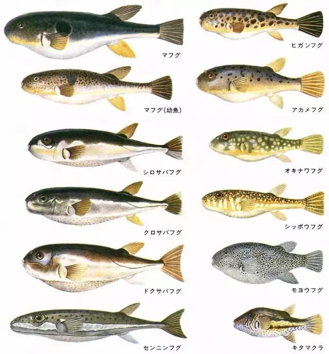 吃河豚怎么样才能不中毒,冒死吃河豚的正确方法