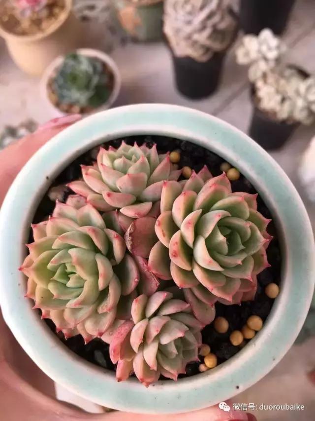 吾家有女初长成全文小说,吾家有女初长成小说精彩阅读