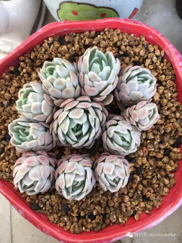 吾家有女初长成全文小说,吾家有女初长成小说精彩阅读