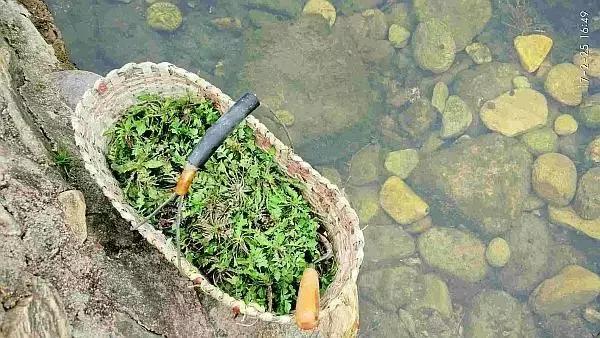 三月桃花盛开的季节,三月花儿红艳艳