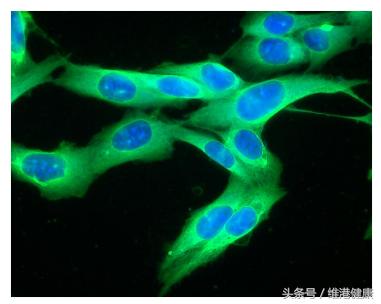 香港肿瘤最新免疫疗法,黑色素瘤免疫疗法价格