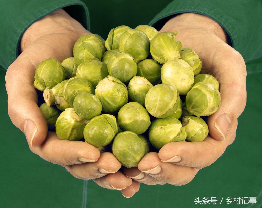 种植蔬菜卷心菜 (自家种的纯天然无公害黄花卷心菜)