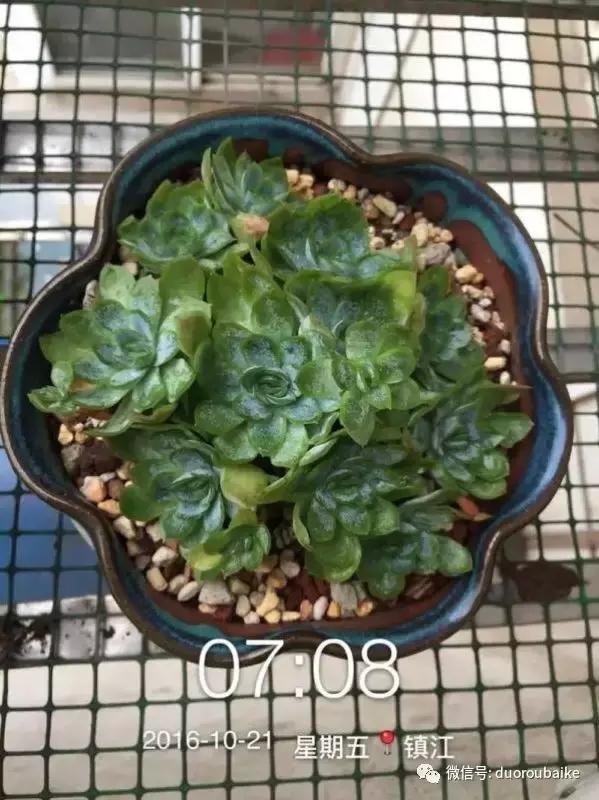 一株多肉治愈整个人心,一棵多肉的逆袭