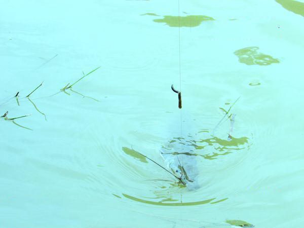 用黑蚯蚓钓黄辣丁,用黑蚯蚓钓什么鱼