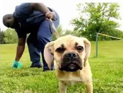 小区很多野狗,小区到处都是狗粑粑谁来管