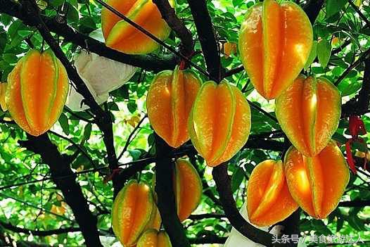 湛江必吃的十大名果,最好吃的十大水果排行
