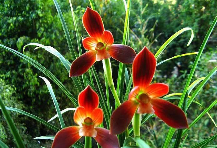 云南最贵的兰花品种有几种,云南兰花名贵品种图片介绍