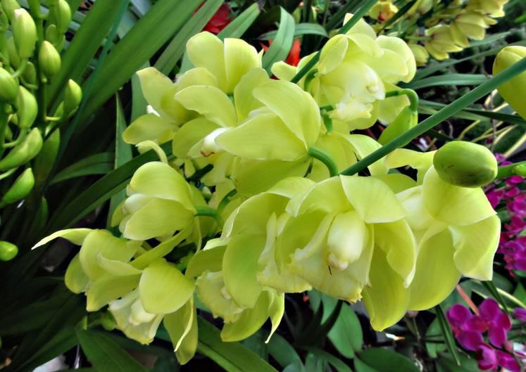 云南最贵的兰花品种有几种,云南兰花名贵品种图片介绍