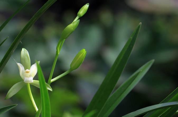 云南最贵的兰花品种有几种,云南兰花名贵品种图片介绍