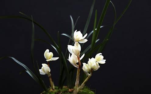 云南最贵的兰花品种有几种,云南兰花名贵品种图片介绍