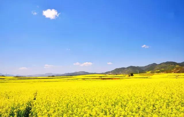 用VR看花海是种怎样的体验?这周就去免费看~