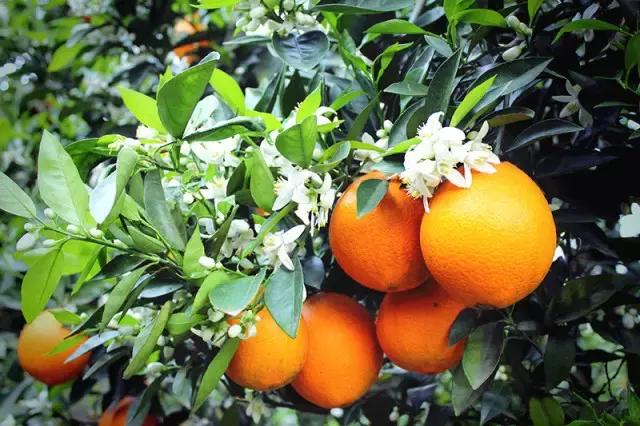 用VR看花海是种怎样的体验?这周就去免费看~