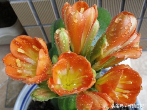 淘米水浇什么花肥好,淘米水浇花管用吗