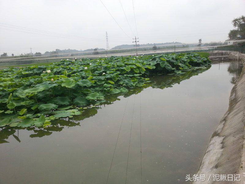 泥鳅养殖场需要注意的问题及对策,影响泥鳅养殖成活率的因素