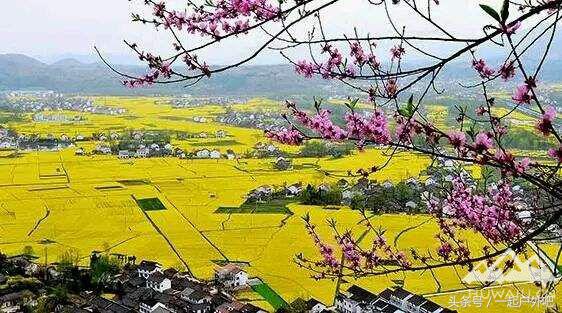2018汉中油菜花主会场自驾游路线,2018年汉中油菜花海主会场揭秘