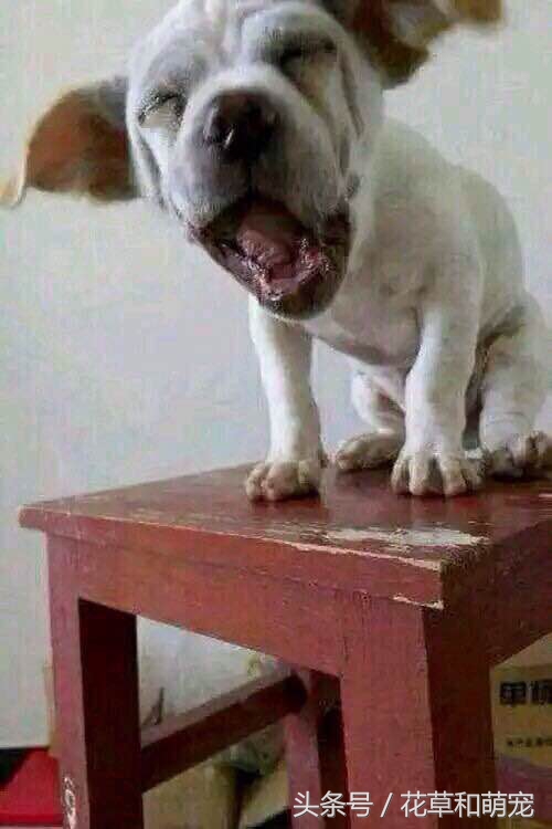 主人骗小狗给大狗吃骨头,主人骗狗狗吃馒头结果拿出鸡肉