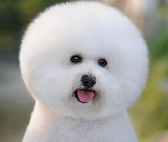 狗狗哭也会流泪,狗狗哭就会有泪痕吗