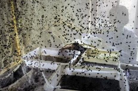 养苍蝇挣钱,养苍蝇到底赚不赚钱