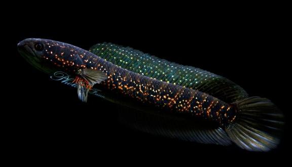 常见原生缸鱼,广西常见原生鱼