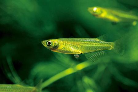 常见原生缸鱼,广西常见原生鱼