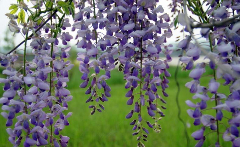 一笑尘缘20,一笑尘缘直播