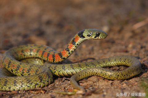 常见的毒蛇排名前十的蛇,中国常见的二十种毒蛇图片