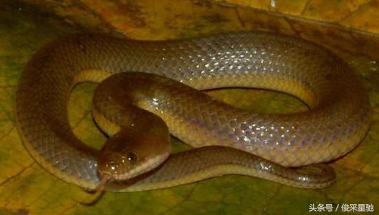 常见的毒蛇排名前十的蛇,中国常见的二十种毒蛇图片