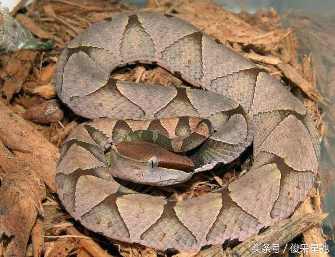 常见的毒蛇排名前十的蛇,中国常见的二十种毒蛇图片