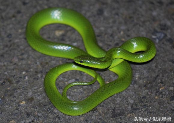 常见的毒蛇排名前十的蛇,中国常见的二十种毒蛇图片