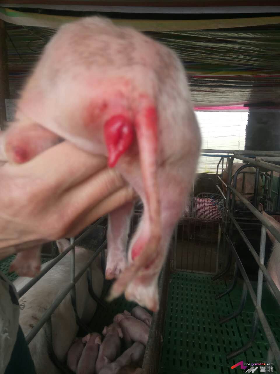 全价料如何使用,全价料有什么好处