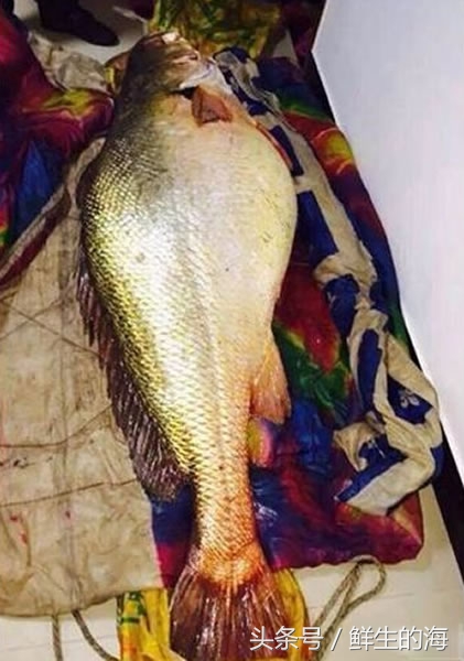 中国最贵的十种野生鱼,真正的野生金龙鱼一条多少钱