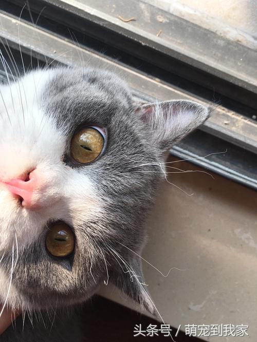 命中注定与温婉的猫相遇 (感谢命运让猫相遇)