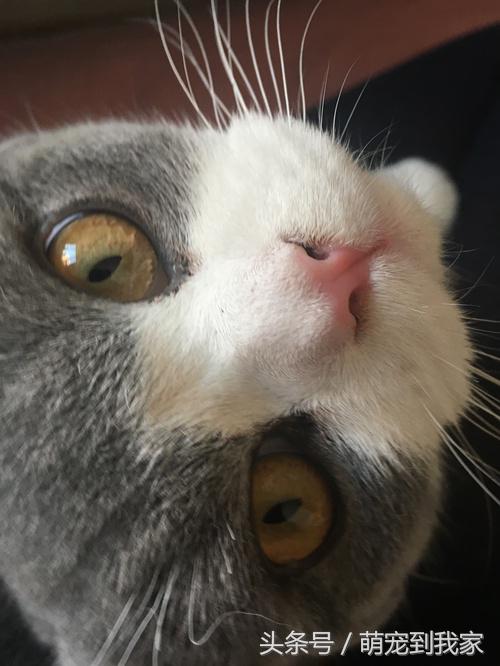 命中注定与温婉的猫相遇 (感谢命运让猫相遇)