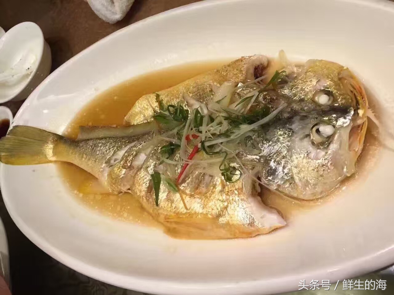 中国最贵的十种野生鱼,真正的野生金龙鱼一条多少钱